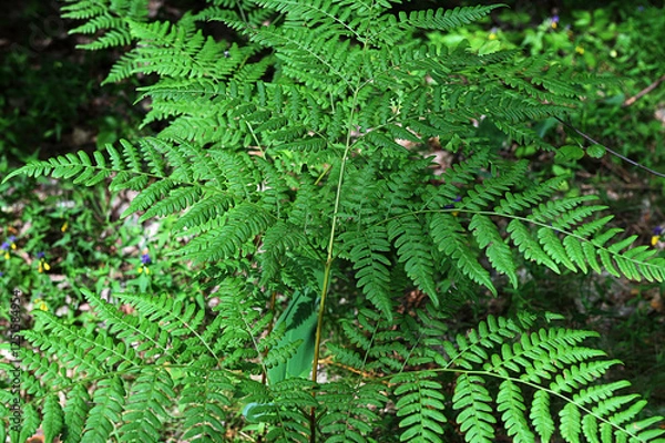 Fototapeta Close-up of ferns in summer in daylight.