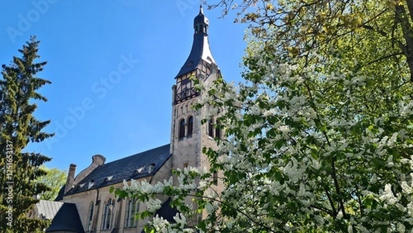 Obraz Large shrubs of Prunus padus bloom with white flowers in spring in gardens and parks