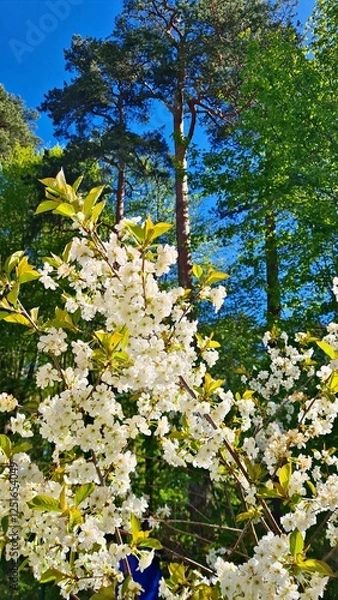Obraz Large shrubs of Prunus padus bloom with white flowers in spring in gardens and parks