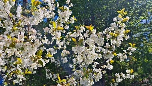 Obraz Large shrubs of Prunus padus bloom with white flowers in spring in gardens and parks