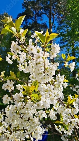 Obraz Large shrubs of Prunus padus bloom with white flowers in spring in gardens and parks
