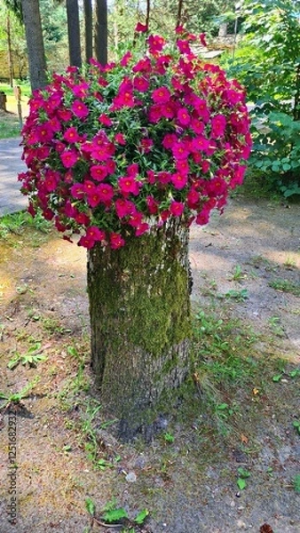 Obraz Beautiful flowering petunia in pot is installed on large stump of cut tree in courtyard of the estate