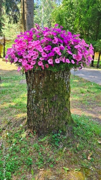 Obraz Beautiful flowering petunia in pot is installed on large stump of cut tree in courtyard of the estate