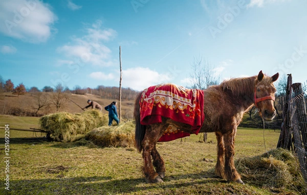 Fototapeta A horse with a colorful blanket stands in a sunny rural landscape, while a person works with hay, showcasing a tranquil countryside scene.