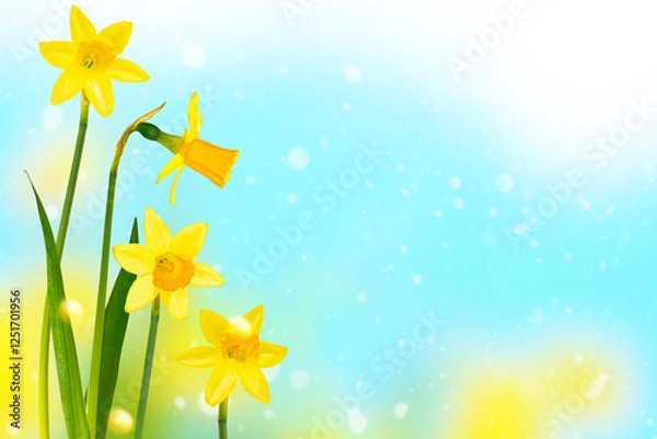 Fototapeta Spring flowers of daffodils. Bright and colorful flowers