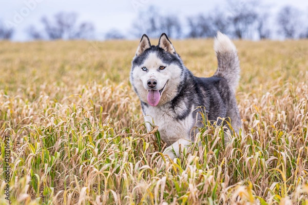 Fototapeta curious siberian husky dog running towards camera in yellow grass with his tongue out