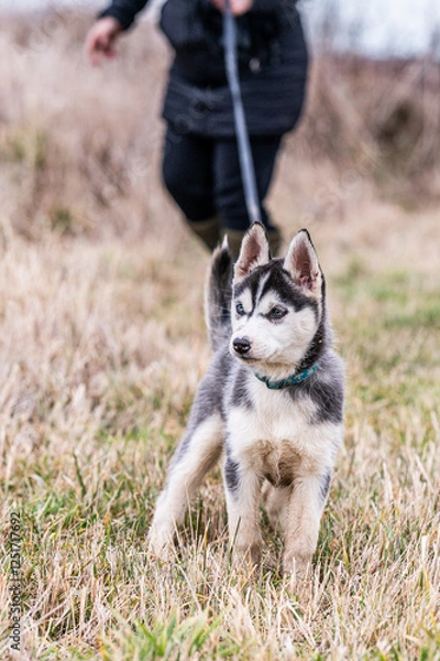 Fototapeta portrait of a siberian husky puppy on the leash standing in the yellow grass with his owner in the background