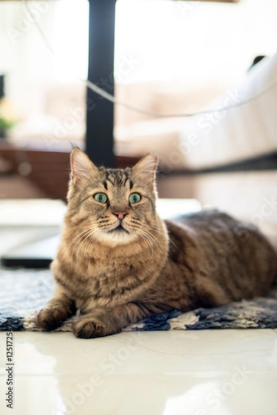 Obraz The adorable cat in the apartment 