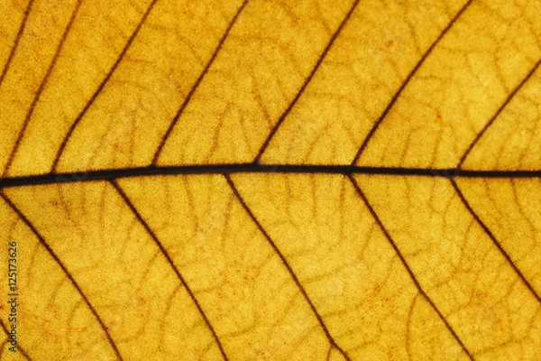 Fototapeta close up on autumn yellow leaf texture