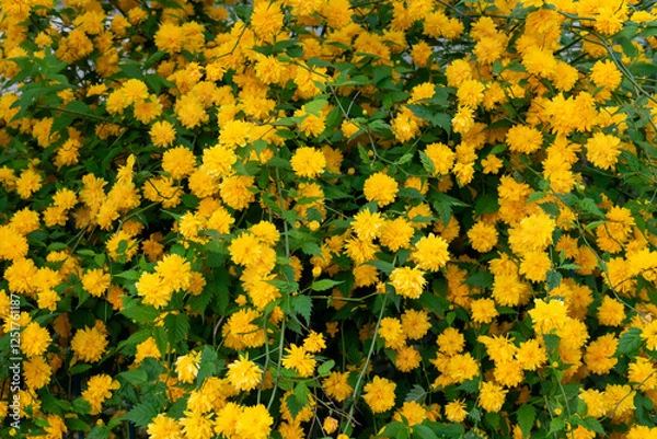 Fototapeta Bright yellow flowers in full bloom during springtime