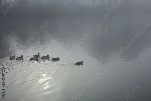 Fototapeta A small group of Mallard ducks on calm water on a misty morning with weak sun reflection. Copy space.