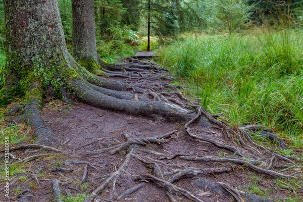 Fototapeta an footpath in the forest