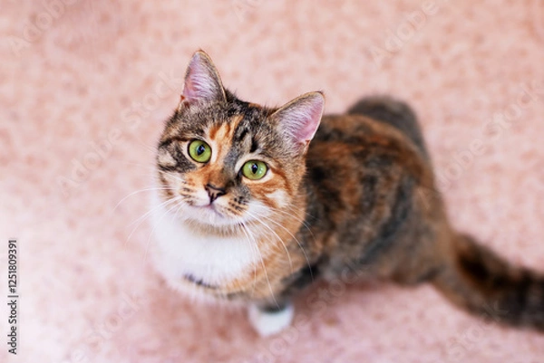 Fototapeta A beautiful calico cat with striking green eyes is gazing up at the camera