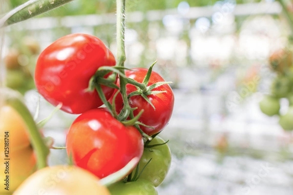 Fototapeta Cherry tomatoes