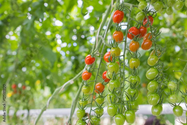 Fototapeta Cherry tomatoes