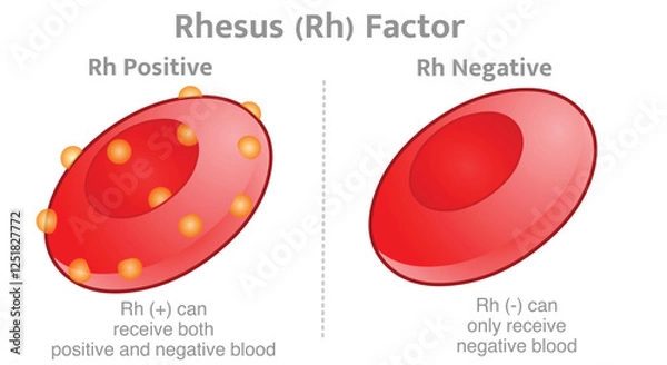 Fototapeta Rhesus factor anatomy, Rh positive + negative - versus. Rh factor, is a certain type of protein found on the outside of red blood cells. Vector illustration