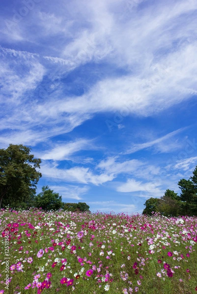 Fototapeta 大空とコスモス畑