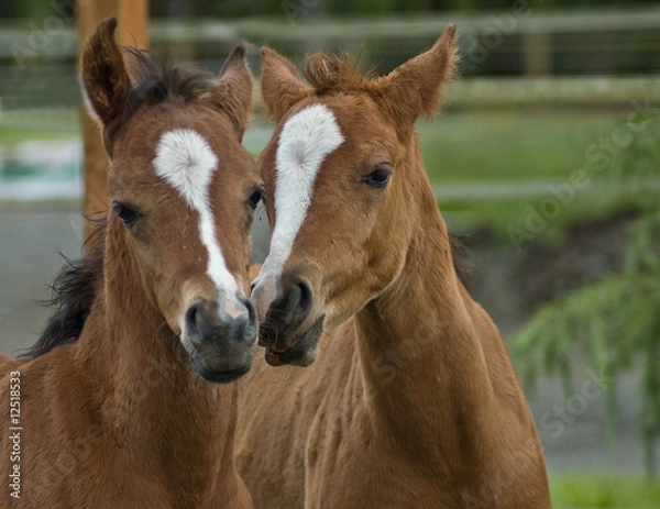 Obraz A pair of baby horses