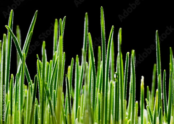 Obraz Young Wheat Sprouts on Black Background: A Stunning Close-Up. Close-Up of Young Green Grass on Black Background. Macro Shot of Fresh Green Grass.