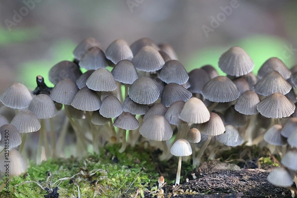 Fototapeta Coprinellus disseminatus, also called Coprinus disseminatus, commonly known as fairy inkcap or trooping crumble cap,, mushroom from Finland