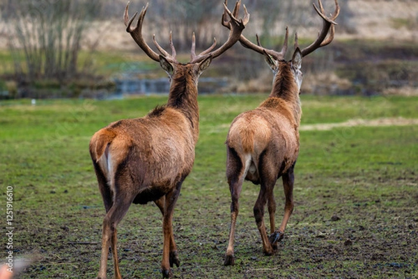 Fototapeta Two deer with large antlers walk across a grassy, slightly muddy area. A small body of water and sparse vegetation with leafless shrubs are visible.