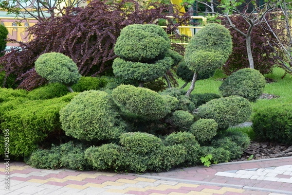 Fototapeta A well-maintained garden with artistically pruned shrubs, possibly bonsai or topiary, featuring rounded shapes. Manicured Greenery Paradise