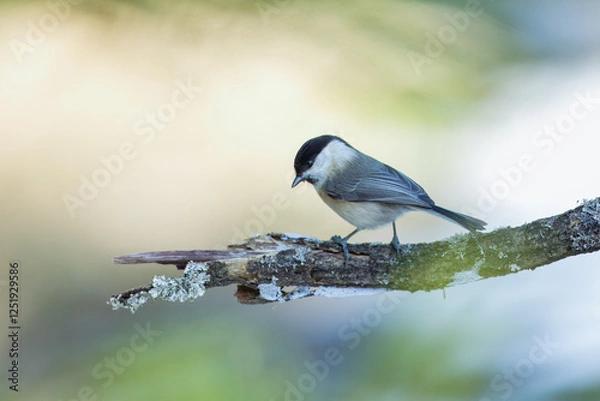 Fototapeta Willow Tit , Poecile montanus or Parus montanus perched on on a branch, Impressive clean nature background in sunset.