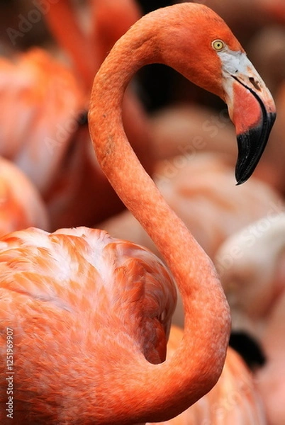 Obraz Pink Flamingo Close Up