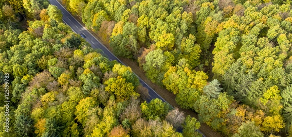 Fototapeta Herbstwald mit Straße