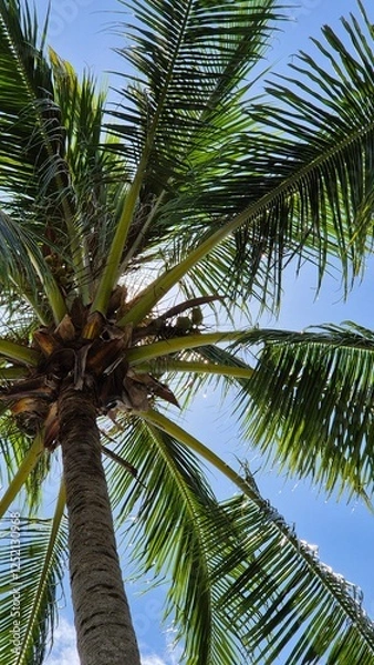 Fototapeta coconut palm tree