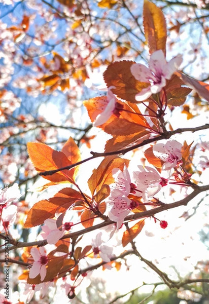 Obraz Close-up view of pink cherry blossoms on a tree branch, bathed in sunlight with a bright, clear sky in the background. Springtime