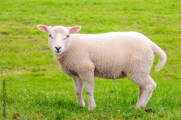 Fototapeta Portrait of a litte lamb standing in the meadow