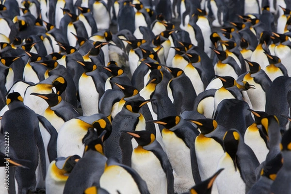 Obraz Königspinguine