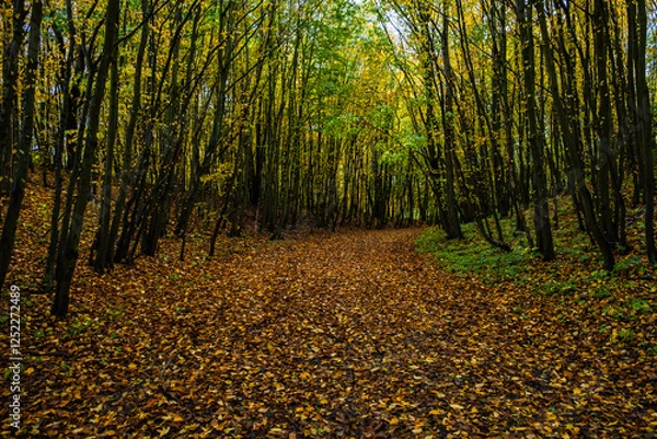 Obraz A picturesque path lined with stunning autumn-colored trees