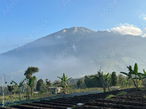Obraz Vegetable plantation with Mount Merbabu in the background