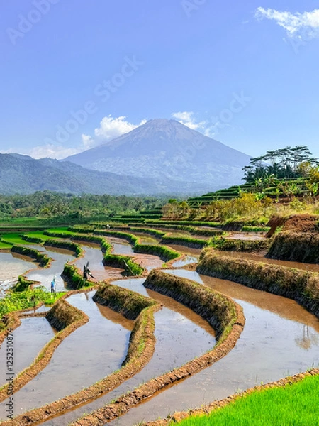 Obraz View of rice terraces with mountains in the background. Kajoran, Indonesia.