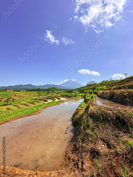Obraz View of rice terraces with mountains in the background. Kajoran, Indonesia.