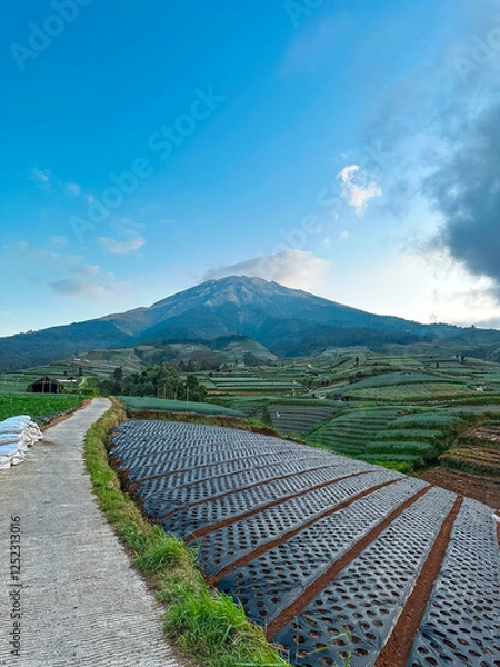 Obraz View of vegetable plantations on the slopes of Mount Sumbing with a cloudy blue sky