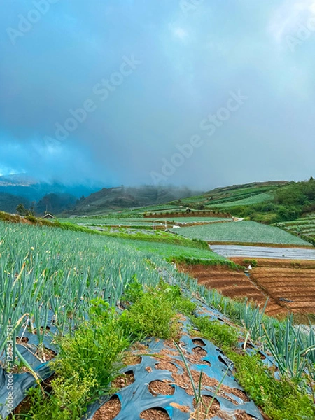 Obraz View of vegetable plantations on the slopes of Mount Sumbing with a cloudy blue sky