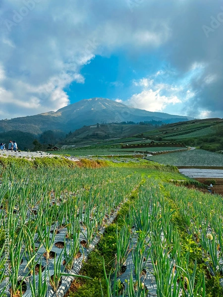 Obraz View of vegetable plantations on the slopes of Mount Sumbing with a cloudy blue sky
