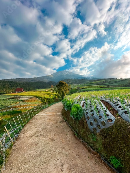 Obraz View of vegetable plantations on the slopes of Mount Sumbing with a cloudy blue sky