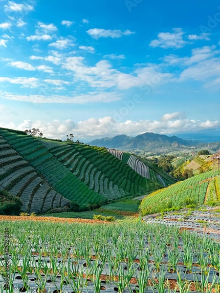 Obraz Terraced vegetable plantations on a mountain slope with a backdrop of blue sky and sea of ​​clouds