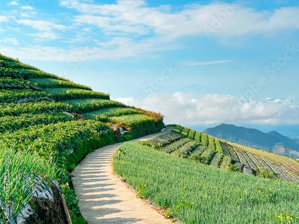Obraz Vegetable garden and footpath on the mountainside with blue sky and sea of ​​clouds in the background