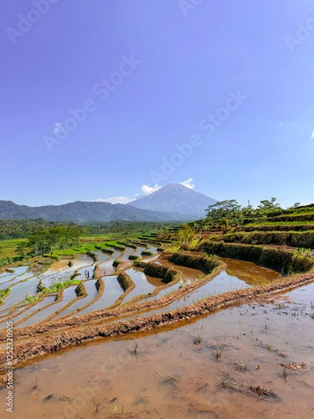 Obraz Rice terraces filled with water and a background of mountains and blue sky