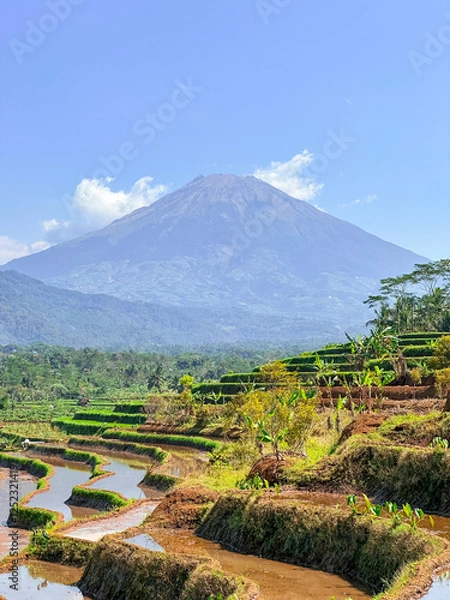 Obraz Rice terraces filled with water and a background of mountains and blue sky