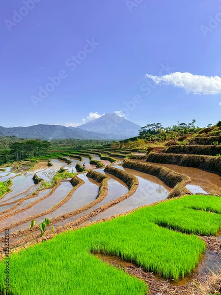 Obraz Rice terraces filled with water and a background of mountains and blue sky