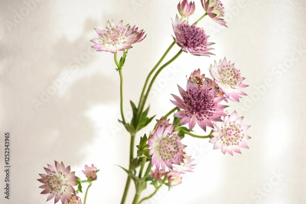 Obraz アストランチア