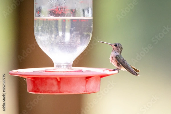 Obraz Hummingbird in the sunlight
