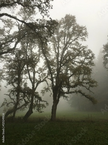 Obraz Oak in the Fog