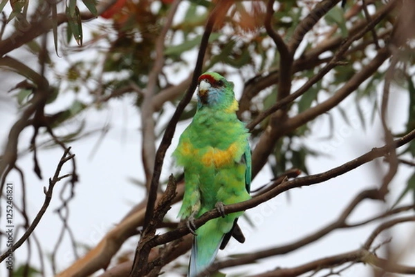 Fototapeta mallee ringneck